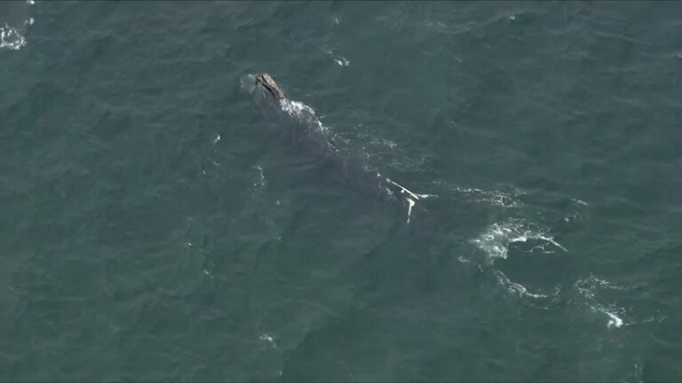 Endangered whales congregate off Massachusetts coast